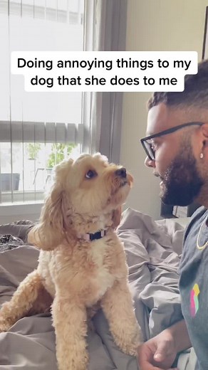 Does anyone else’s dog soft bark at them for attention? 🙄😂 #doggo #petsoftiktok #cockapoo