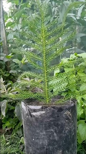 how to grow your own christmas tree from cuttings 🌲#christmastree #grafting #plantgrafting