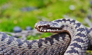 The 4 Most Snake-Inhabited Areas in England