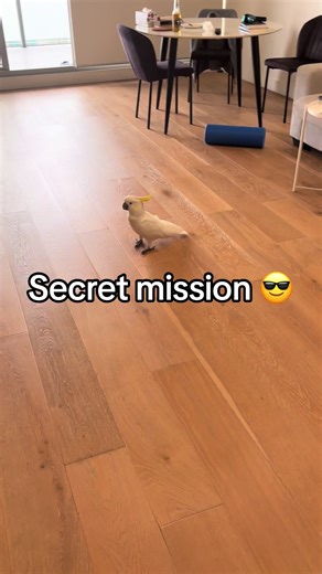 Wild Cockatoos' Secret Mission: Bird Takeover Gone Funny