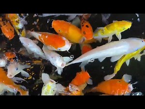 Koi Fish Feeding Guide: Tips for a Healthy Pond