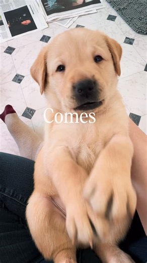 Guiding Eyes for the Blind on Instagram: "In 2025, we spent 365 days whelping, raising, training, and matching world-class guide dogs with people seeking greater independence. Every moment was filled with love for our pups and the incredible community that makes it all possible 🐾 End 2025 by DOUBLING your impact with a tax-deductible gift to support these amazing partnerships. 🦮 (🔗 in bio) 1] Male yellow lab puppy Loki lays on his back, happily pawing the air Text: And with that, the 2025 sea