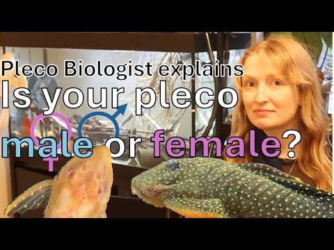 Is your Pleco Male or Female? How to sex your pleco and whiptail catfish #pleco #plecostomus