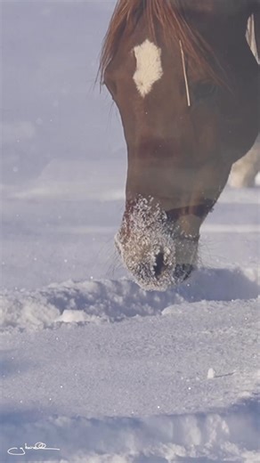 ✨ Laissez-vous envoûter par la grâce des chevaux arabes – commandez dès maintenant votre calendrier et profitez de 12 mois de pure fascination ! La grâce et la beauté des chevaux arabes – Le classique parmi les calendriers équestres – depuis 1985. Vous pourrez non seulement admirer de superbes photos, mais aussi lire des textes et des histoires sensibles et intéressants : Au dos de chaque page mensuelle, Gabriele Boiselle raconte des anecdotes passionnantes sur le motif de la photo, les haras et