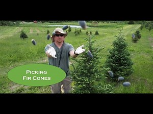 Why We Pick Fir Cones | Essential Fir Tree Maintenance for Christmas Tree Growers