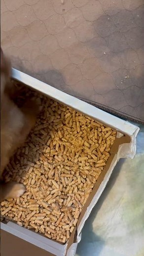 A big milestone for tiny pups… their first real meal to literally dive into! #puppy