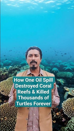 How One Oil Spill Destroyed Coral Reefs & Killed Thousands of Turtles Forever