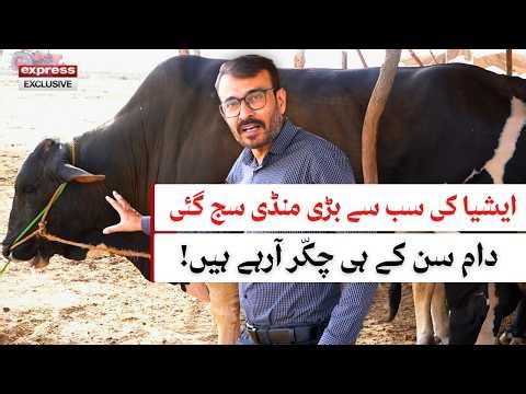 Maveshi Mandi Karachi 2026: Asia's Biggest Cattle Market Guide | Prices, Food Street & Security