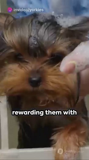 Taming the Terrier: Yorkie Training Tips - The Place for Online Obedience - Go to: https://linktr.ee/yorkielovers #yorkies #yorkshireterrier #yorkielovers #yorkieloversworldwide | Yorkie Lovers