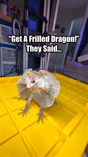 Tommy Maxwell | “Get A Frilled Dragon!”…They Said🙄 #frillednecklizard #frilledlizard #frilleddragon #quincemonitor #lizard #lizards #lizardsofinstagram... | Instagram