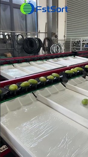 Mango fruit processing machine mango grading and sorting machine fruit sorter packer