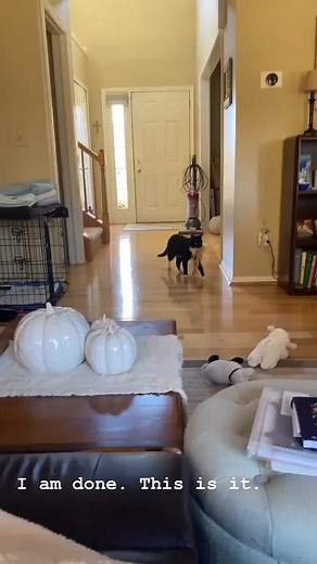 #fyp #foryou #foryoupage #catsoftiktok #cats #tuxedocat #barbie