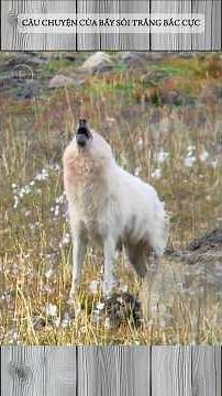 CÂU CHUYỆN BẦY SÓI TRẮNG BẮC CỰC
