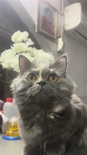 My Little Family 😁 #shorts #youtubeshorts #remix #newsong #blog #tranding #family