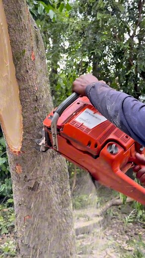Cutting mango tree! | Iswoko