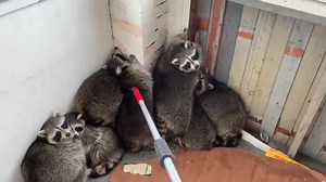 133K views · 1.7K reactions | Ten raccoons managed to get stuck inside a Toronto porch -  Gates Wildlife Control | blogTO | Facebook