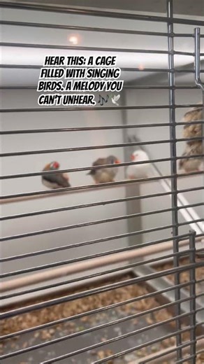 Birds in a Cage: A Music Box of Wings and Song 🎶🕊️