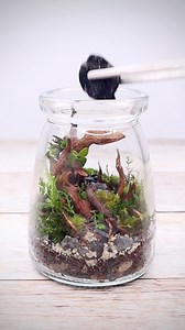 Making a miniature terrascape #terrarium #scape #terrascape #moss #urbannemophilist #reels | The Urban Nemophilist
