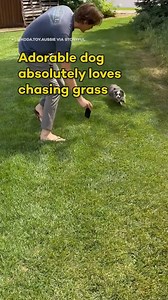 A toy Australian Shepherd running around in slow motion? Yes please! #reels #dogs #slowmotion #australianshepherd #goodboy #doggo | In The Know Conservation
