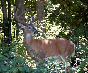 7 Deer Hunting Myths Debunked | OutdoorHub