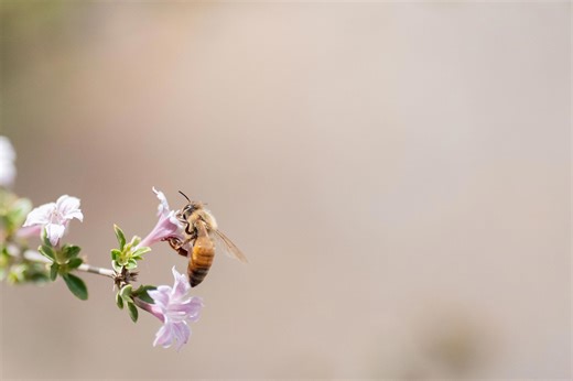 Allergies vs. cold symptoms: 2 indicators may tell you what you have