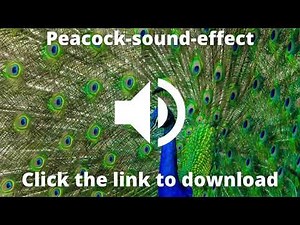 Sound# Peacock-sound-effect