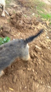 Suffolk and Norfolk rat pack on Reels