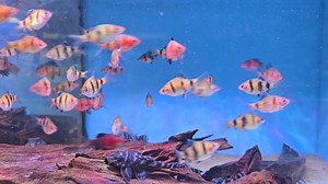 4.8K views · 103 reactions | Busy Black Ruby barbs | Pier Aquatics | Facebook