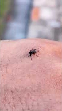 Observe mosquito bites up close