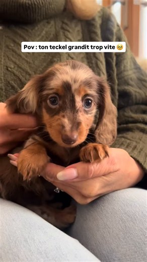 Teckel Trotteur 🌭 on Instagram: "Ses yeux 🥹 CD : @crumpetthedachshund — Pour ceux souhaitant adopter un teckel, nous avons conçu un guide complet sur la race ⤵️ - Préparation à l’adoption - Recommandation d’élevages - Accueil à la maison, éducation Et d’autres chapitres pour vous aider à réussir votre adoption sans stress ! 👉 Disponible en cliquant sur le lien en bio ou sur www.teckeltrotteur.com #teckel #teckeltrotteur #teckelofinstagram #teckelpuppy #chiensaucisse"