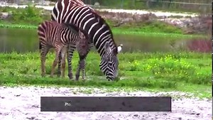 19K views · 829 reactions | 煉 Lion Country Safari has a new baby plains zebra!  煉 | WPTV | Facebook
