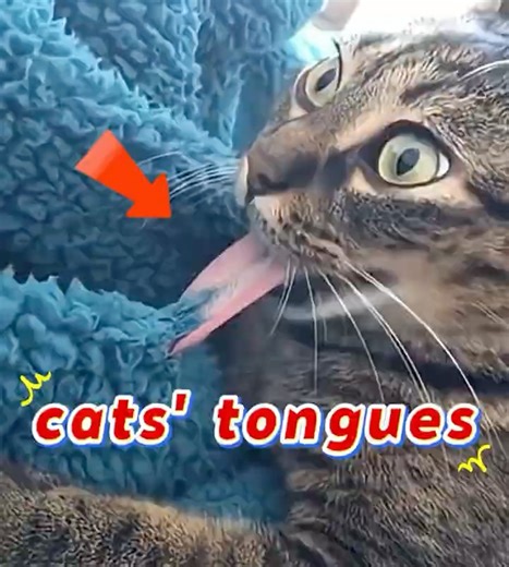 A cat's tongue#cat #pet #cute