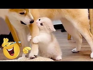 Cats 🐱 & Dogs 🐶 Fails #14 | Funniest Compilation 2025