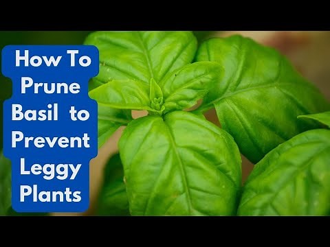 How To Prune Basil to Prevent Leggy Plants