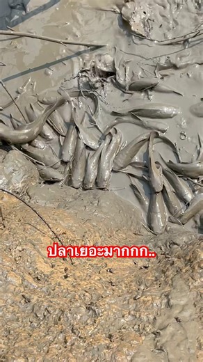 #บ่อลึกกลางสระปลาเยอะมาก#ที่ภูกามยาวพะเยา#