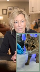 1.4M views · 4.1K reactions | What's in a cat's saliva? #parasites #pets #health #microscope #reaction Video from @TheWorldByTheEyesOfMicroscope | Dr. Kimber Krosschell | Facebook