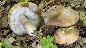 Li chiamano porcini dell’olio o funghi grassi, e non è un soprannome dato a caso. In certe zone d’Italia, i primi Boletus aestivalis della stagione – i noti porcini estivi– possono presentarsi con un aspetto davvero singolare: piccole gocce ambrate affiorano dalla loro superficie spugnosa, simili a trasudazioni oleose. Un fenomeno che si manifesta soprattutto dopo le prime giornate calde e umide di tarda primavera o inizio estate, quando i funghi spuntano in ambienti aperti e soleggiati. Si trat