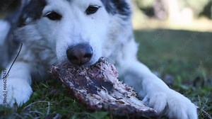 siberian husky chewing on rib bones in the grass