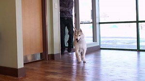 Camp Bow Wow is a dog gone fun way to give your pup exercise, mental stimulation, and socialization with both dogs and people. Plus, their first day is free! See what all the woof is about at www.campbowwow.com | Camp Bow Wow