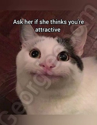 How to get a girlfriend tutorial. 101% success rate #memes #cat #fyp #funny #georgieebom