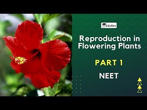 Sexual Reproduction in Flowering Plants- 1 Video Lecture - NEET