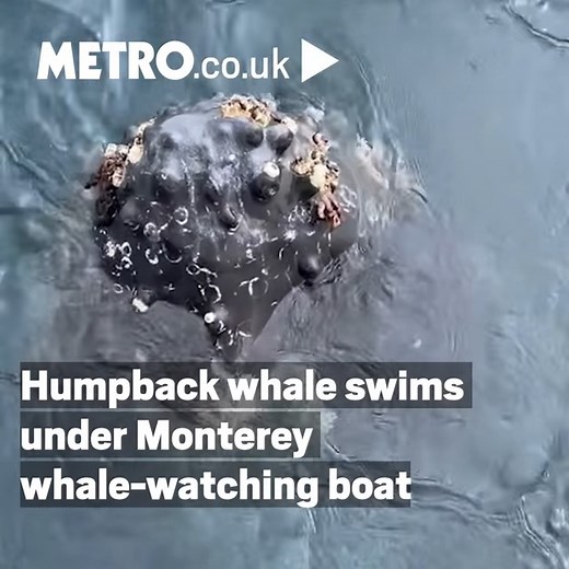 11K views · 88 reactions | Humpback whales are recognised for their unique characteristics, lively behaviors including breaching, and captivating songs  | Metro | Facebook