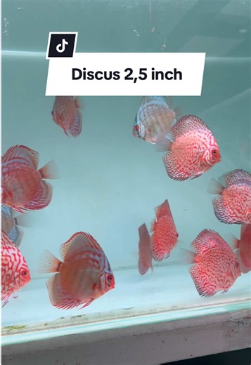 "Cari hiasan cantik buat tank? Discus 2,5 inch ready banyak. Body prop...