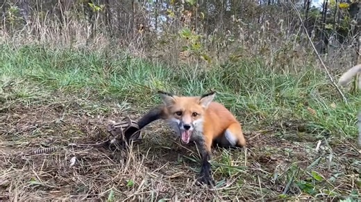 5K views · 73 reactions | Watch as expert trappers track and catch elusive coyotes in rugged terrain. From stealthy setups to high-speed pursuits, this video delivers raw, unfiltered action straight from the wild. See how strategy, patience, and instinct come together in this thrilling coyote capture. #CoyoteHunting #WildlifeControl #BackcountryAction | Ellen Roman | Facebook