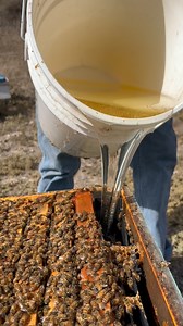 Hand feeding a hive! 🐝 #california #bees #beekeeper #beekeeping #savethebees #insects #animals | California Bee Company