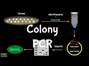 Colony PCR | Screening Bacterial Colonies With PCR |