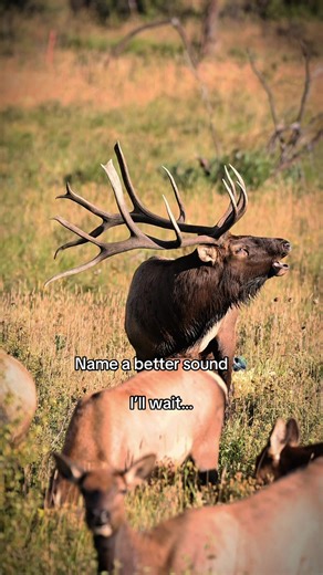 The Irresistible Sound of Elk Bugling