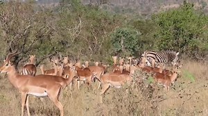 Lone zebra hanging out with a big herd of impala in the African Bush Kingdom #safari #wild #wildanimals #bush #Amazing #leo #borntobewild #nature #animal | African Bush Kingdom