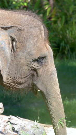 Asian Elephant Elephas Maximus #viralvideo #wildlife #animals #elephant