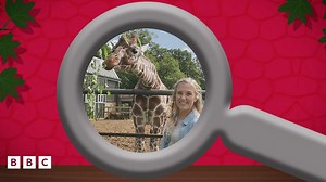 The Zoo and You Spot the Difference Quiz